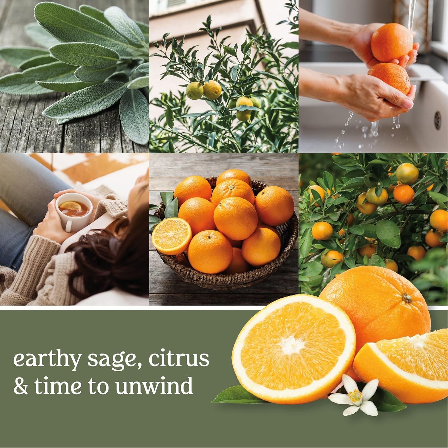 Yankee Candle ScentPlug Refill Sage Citrus 1 CT Pack of 4